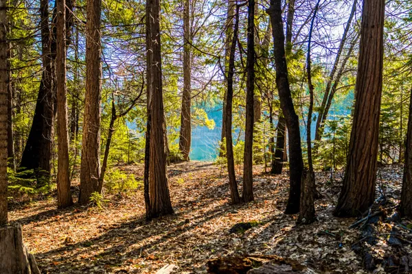 a view of a trees with trees in the background