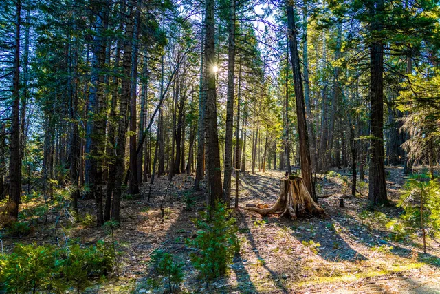 a view of a park with large trees and plants