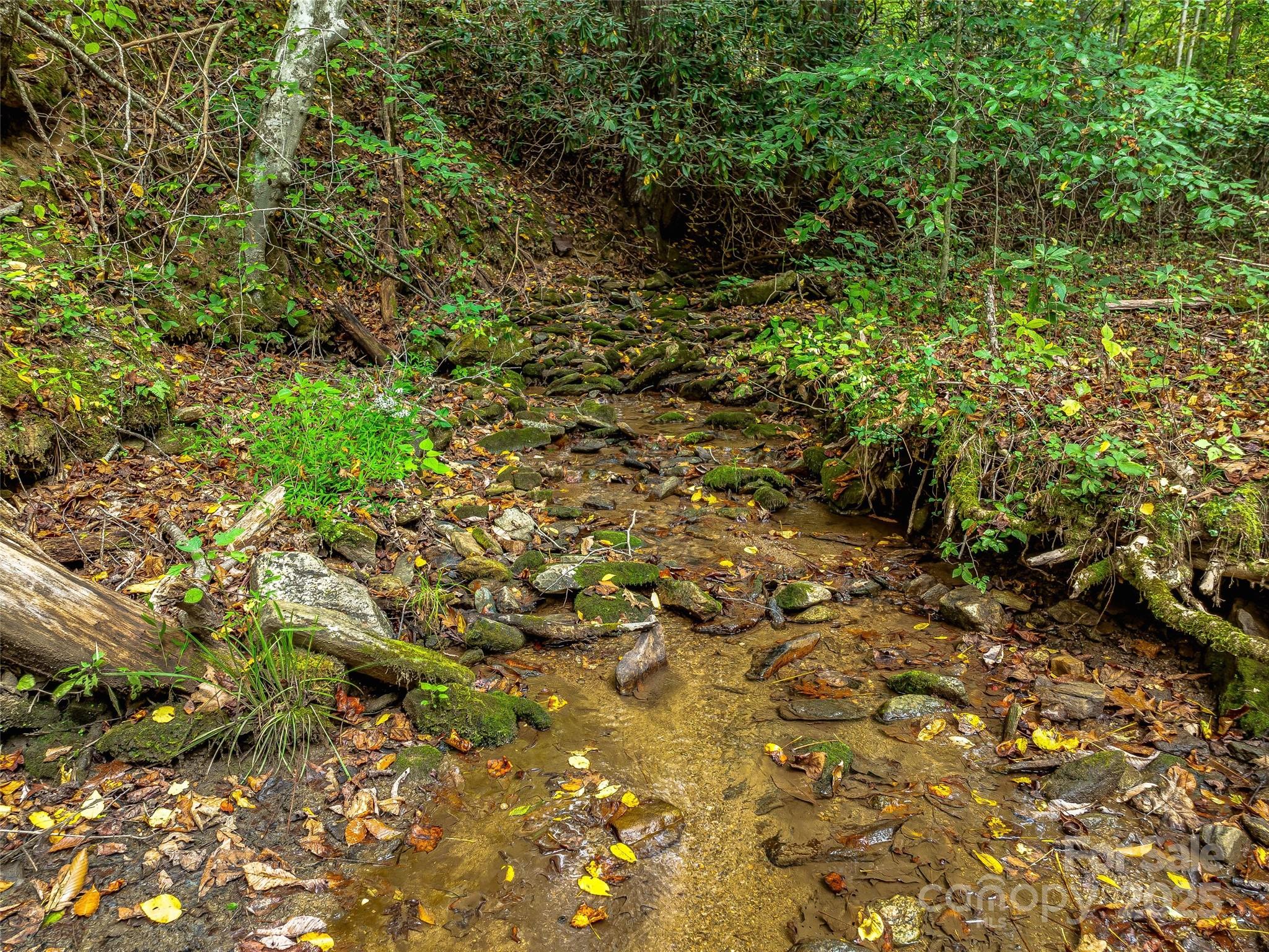 2725 Upper Brush Creek Road Marshall, NC 28753 - Photo 5 of 48 a view of a forest with a tree