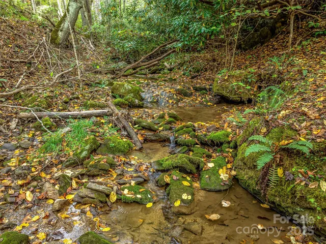 a view of a tree with a plant