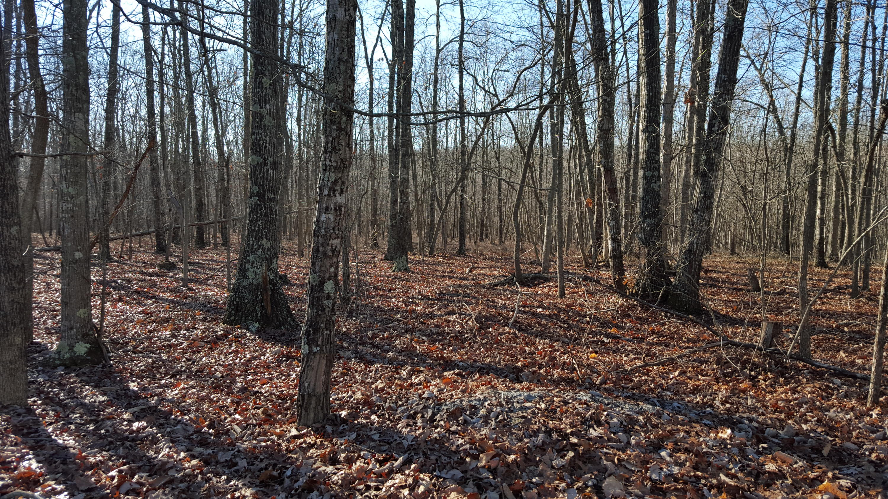 6099 Carters Mill Road Huddleston, VA 24104 - Photo 4 of 40 Back woods area