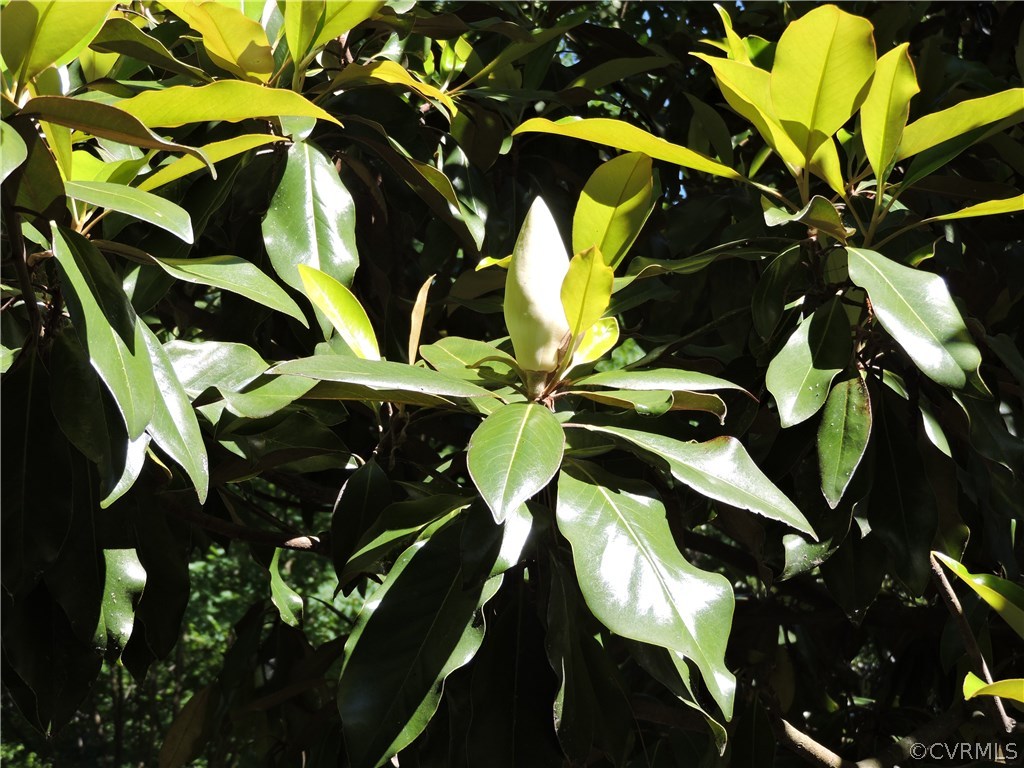 12203 Sylvan Ridge Place Chesterfield, VA 23838 - Photo 38 of 38 Magnolia tree in front yard.