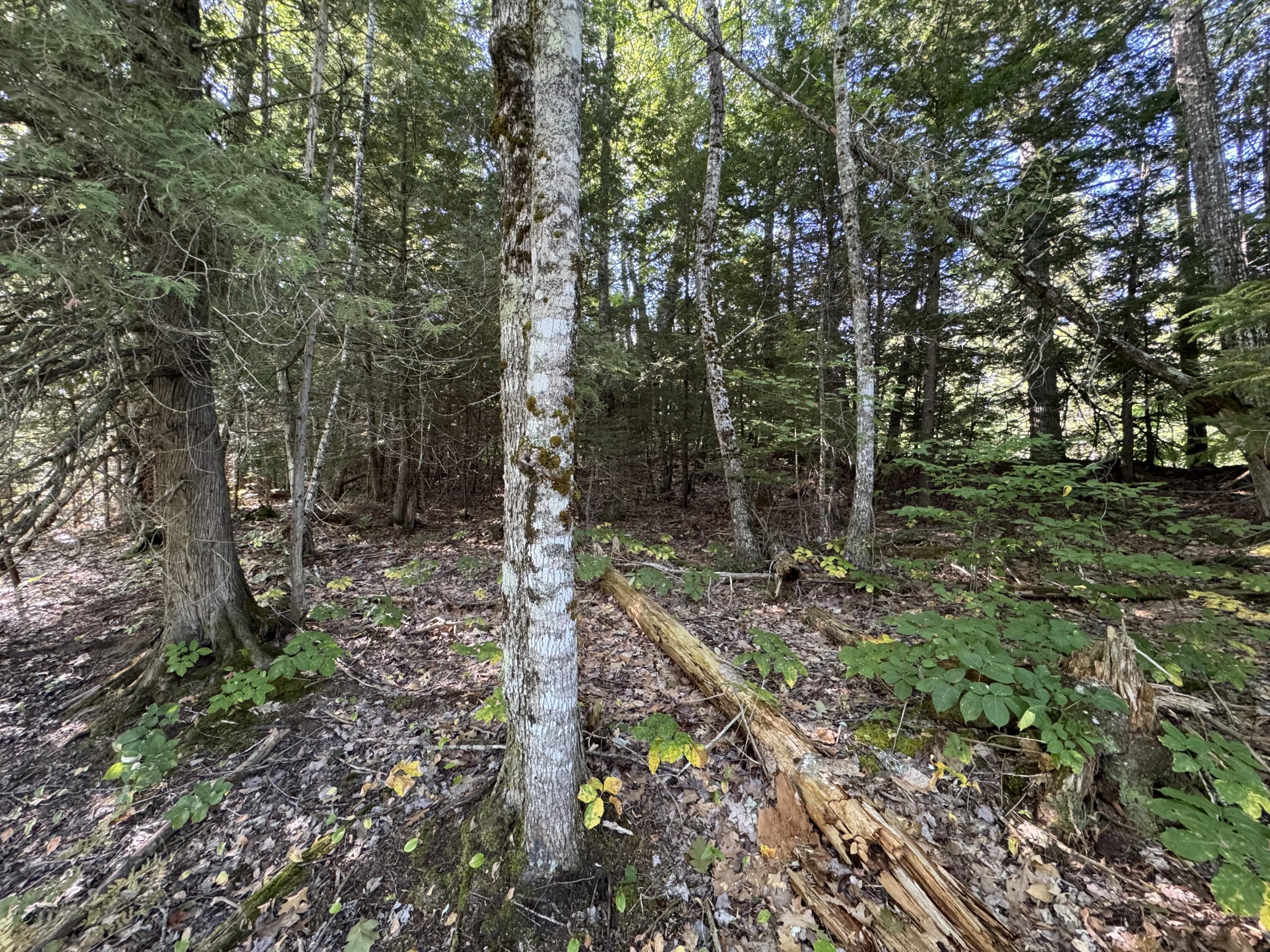 Lot 38.2 Lord Brook Road Burlington, ME 04417 - Photo 22 of 24 IMG_6404