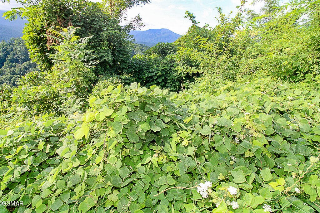 254 Village Loop Road Gatlinburg, TN 37738 - Photo 14 of 38 Gallery Image 14