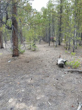 a view of a forest with trees in the background