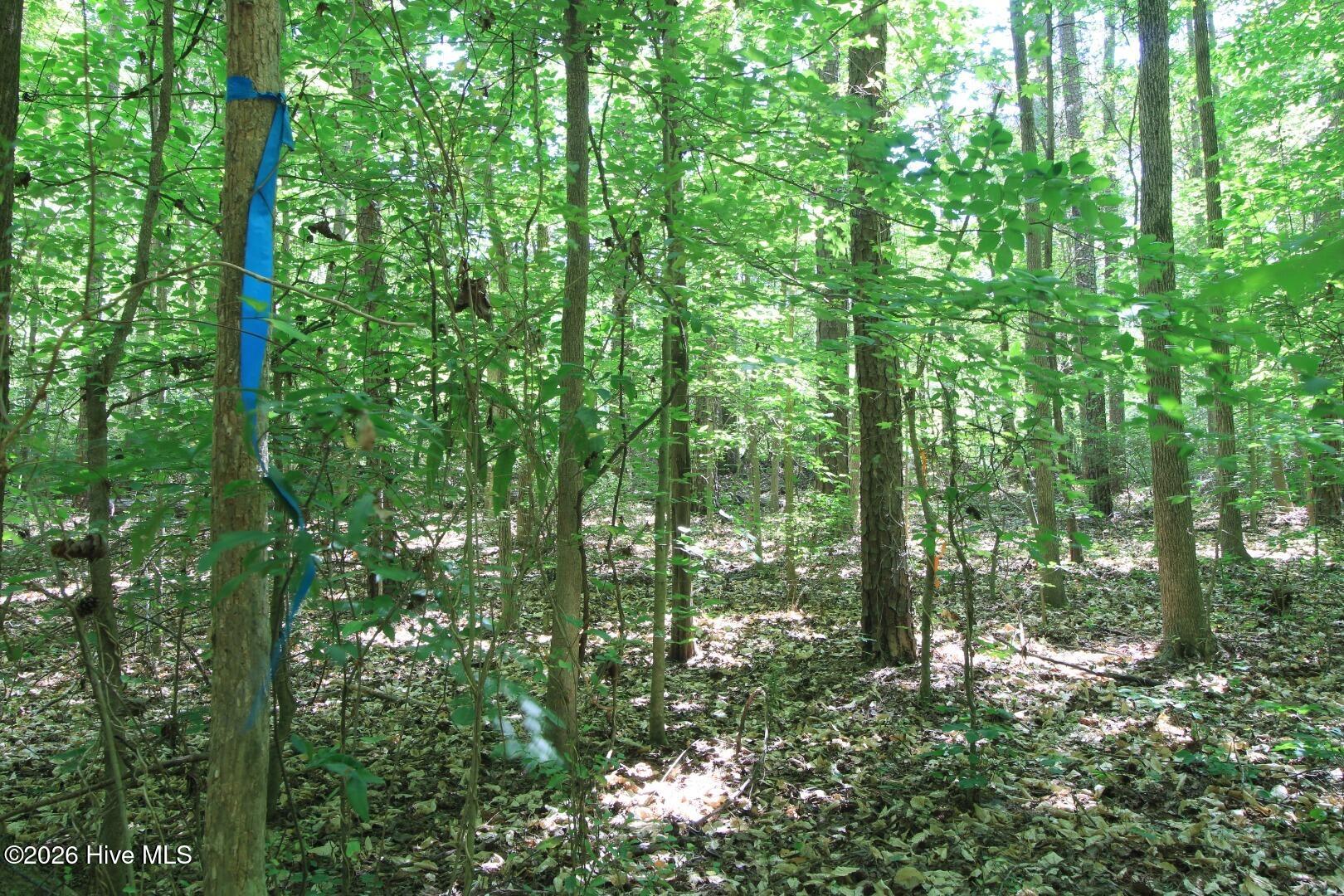 10466 Moores Chapel Road Charlotte, NC 28214 - Photo 22 of 50 Ground Blue Flag found