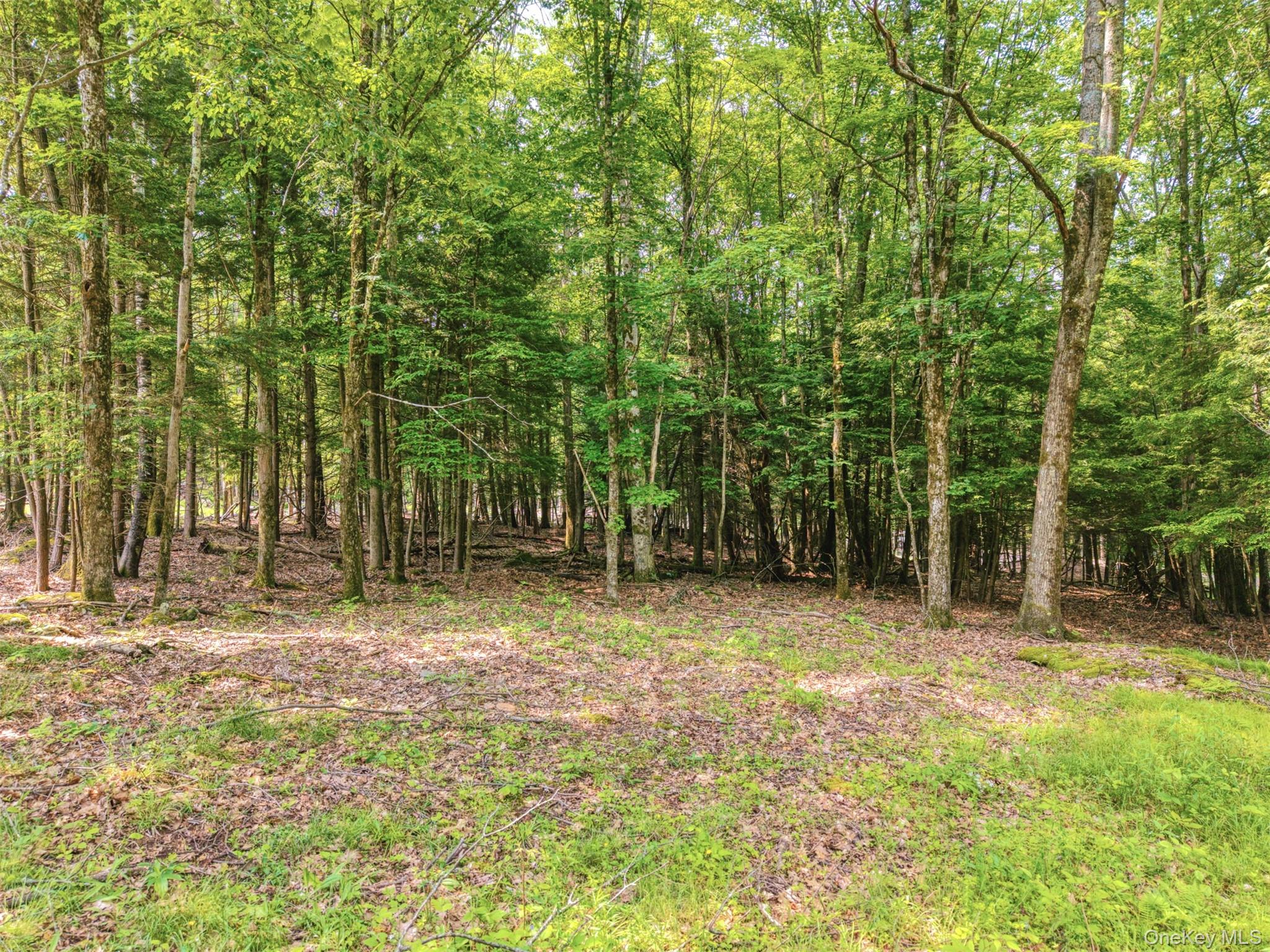 Tbd Boulder Brook Road Windham, NY 12496 - Photo 9 of 46 View of woods