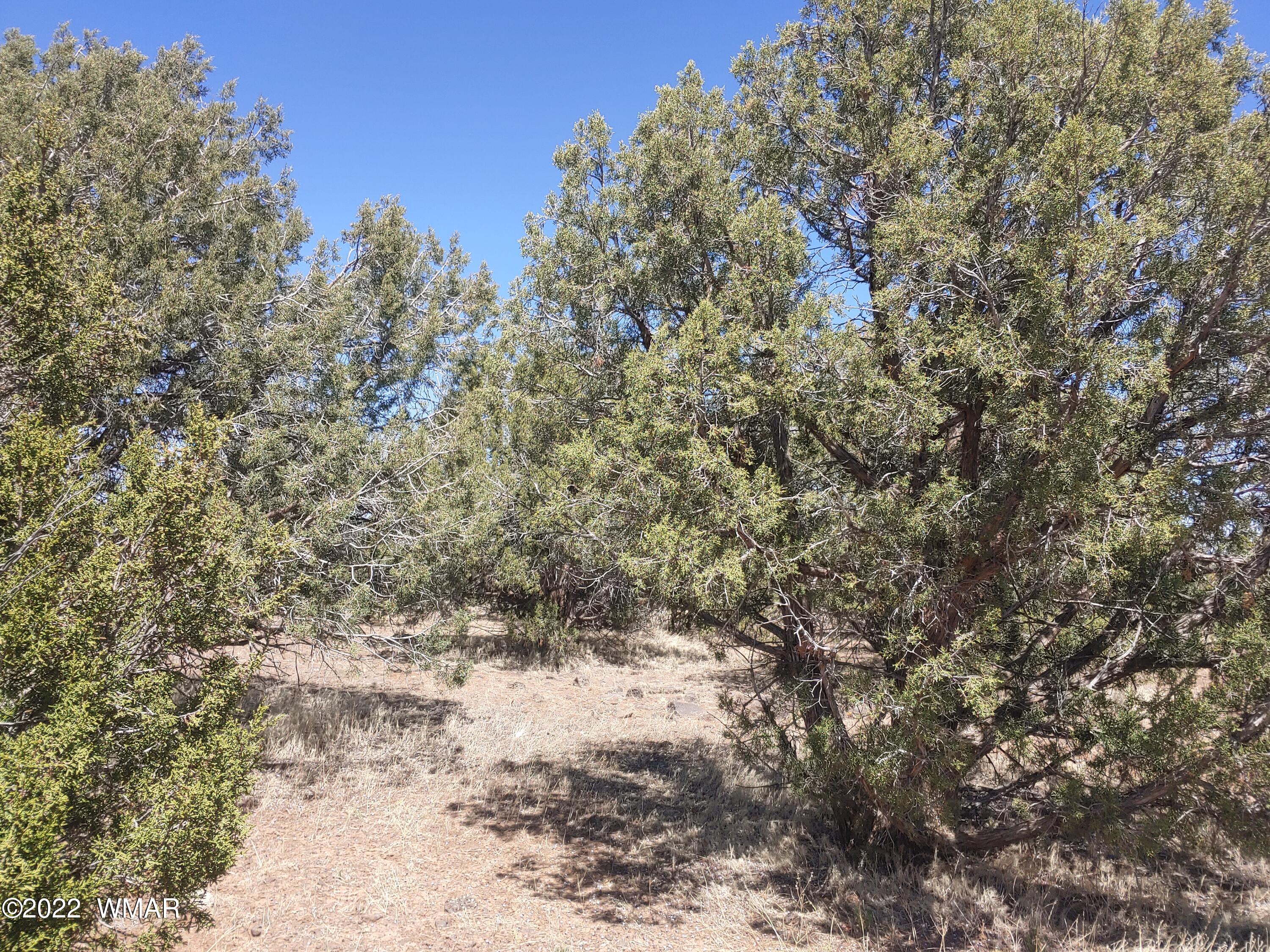 Tbd Weber Way Show Low, AZ 85901 - Photo 13 of 19