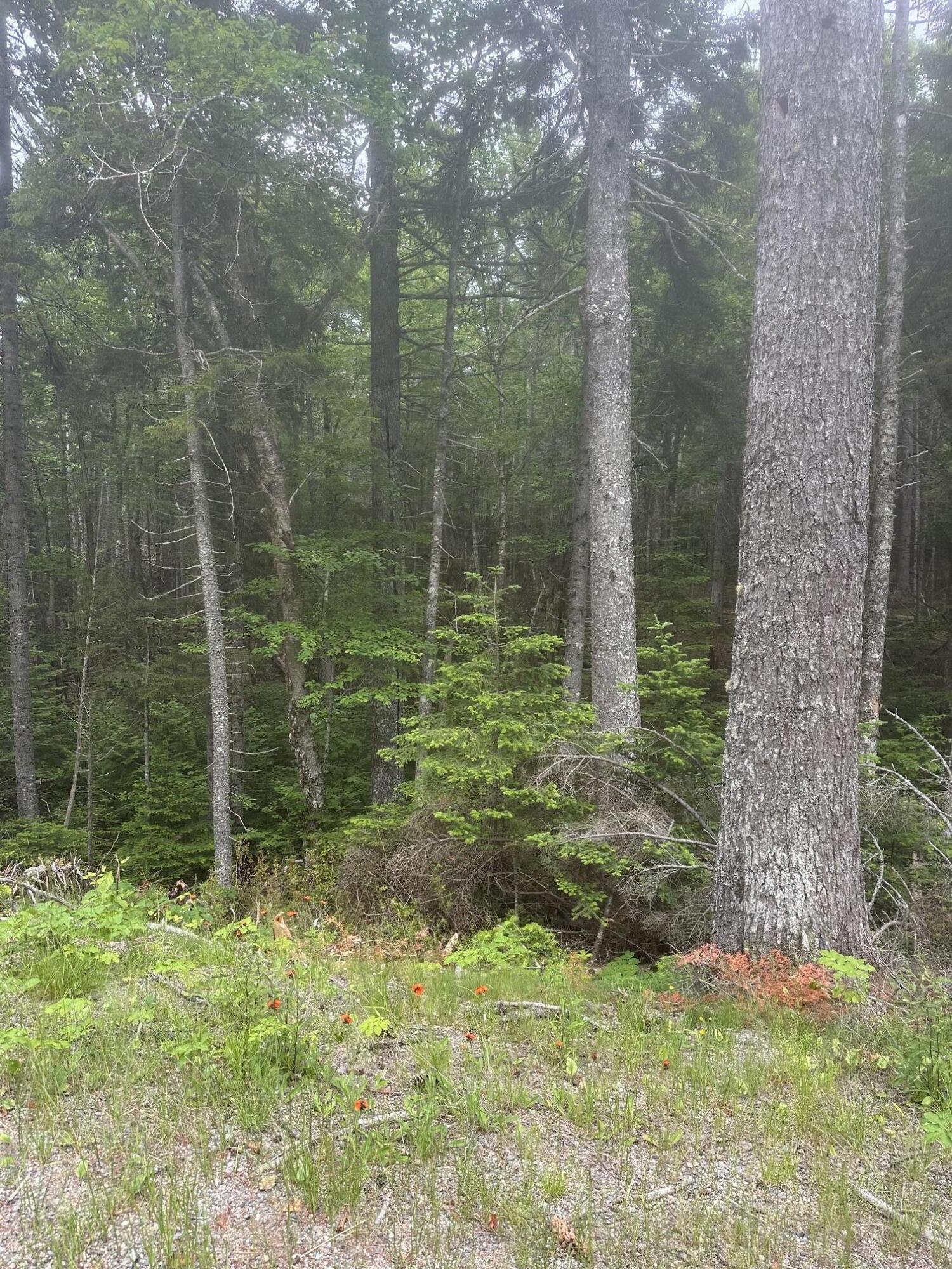 16 Smalls Point Road Machiasport, ME 04655 - Photo 5 of 7 Port 4