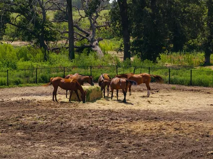 $475,000 | 311 Martingale Trail, Oak Point, TX 75068