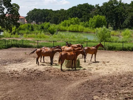 $475,000 | 311 Martingale Trail, Oak Point, TX 75068