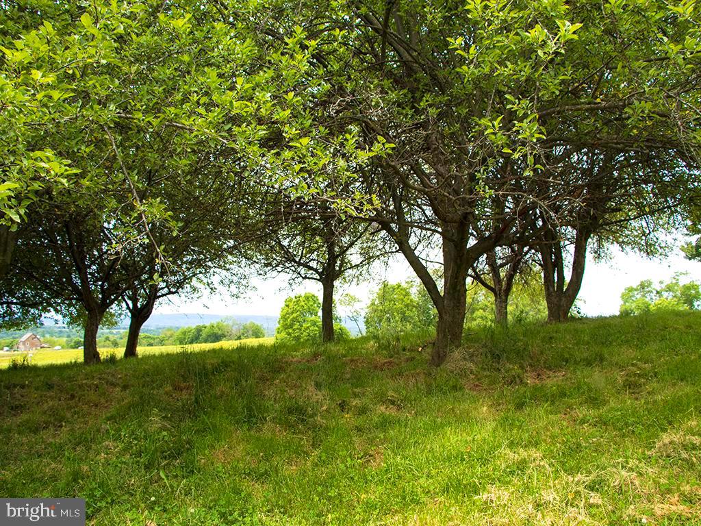 2939 Fry Road Jefferson, MD 21755 - Photo 30 of 31 10 Mature Apple Trees on the property