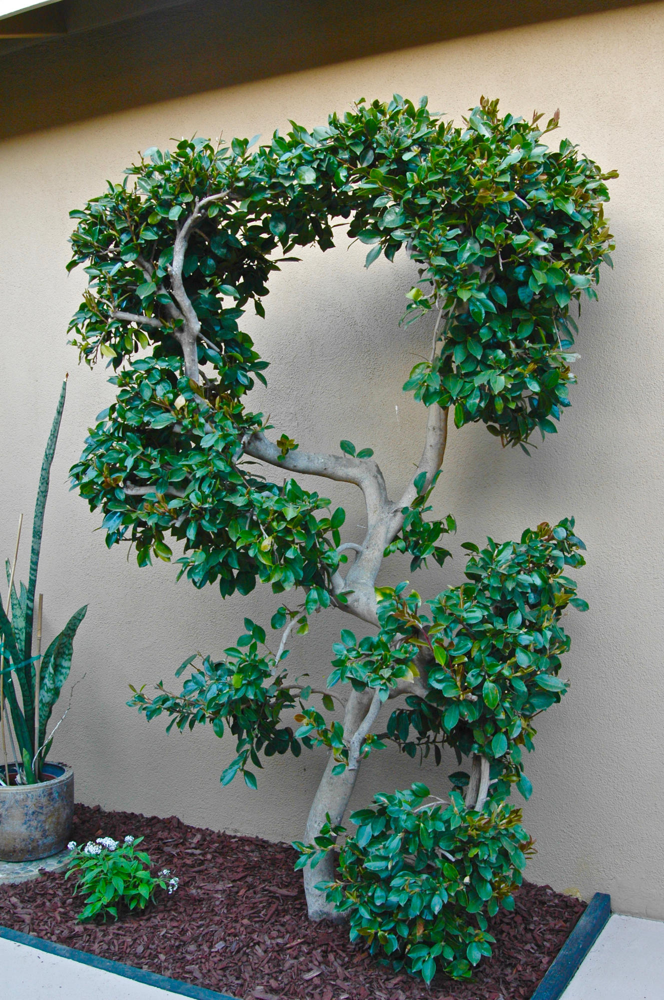 5441 Berkeley Road Santa Barbara, CA 93111 - Photo 6 of 23 DSC_2843