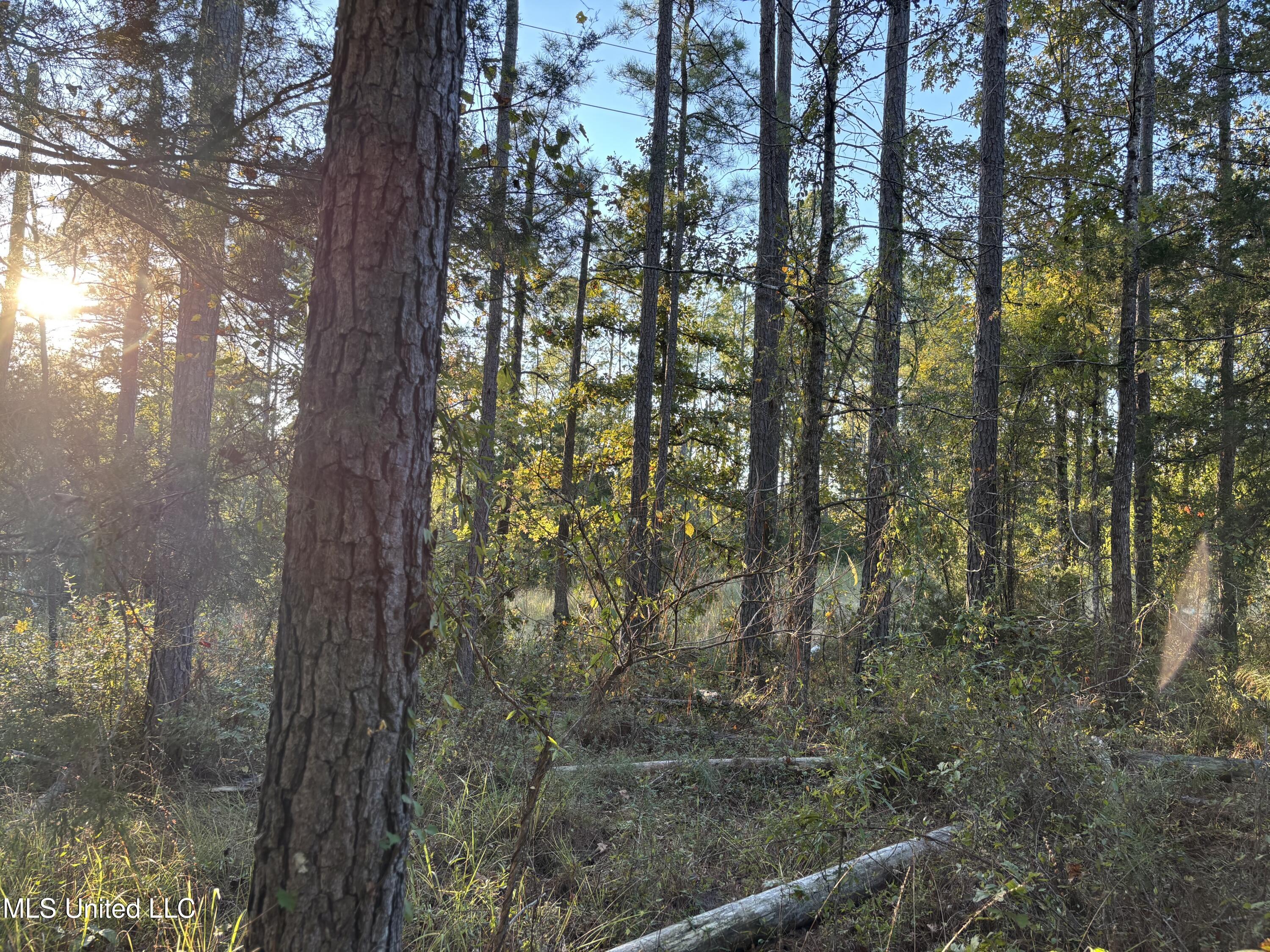 0 Simpson Road Pickens, MS 39146 - Photo 1 of 29 IMG_0798