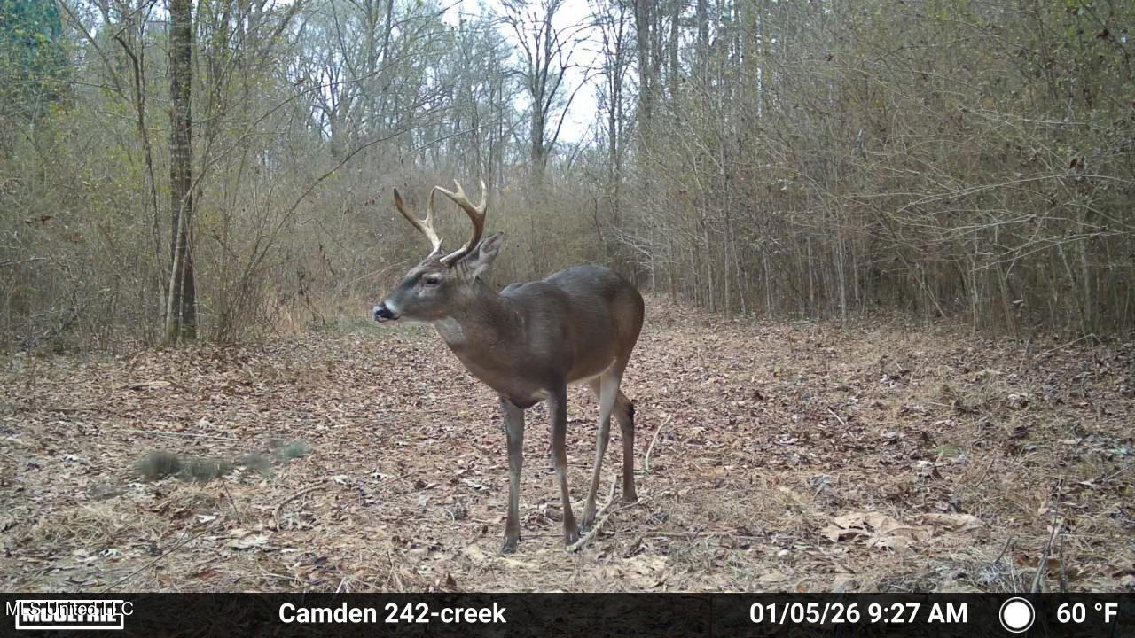 0 Simpson Road Pickens, MS 39146 - Photo 11 of 29 IMG_3844