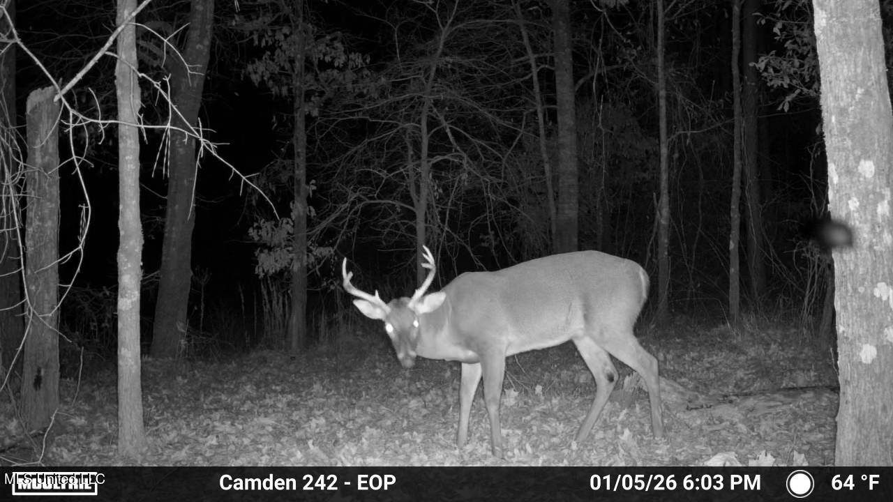 0 Simpson Road Pickens, MS 39146 - Photo 13 of 42 IMG_3843