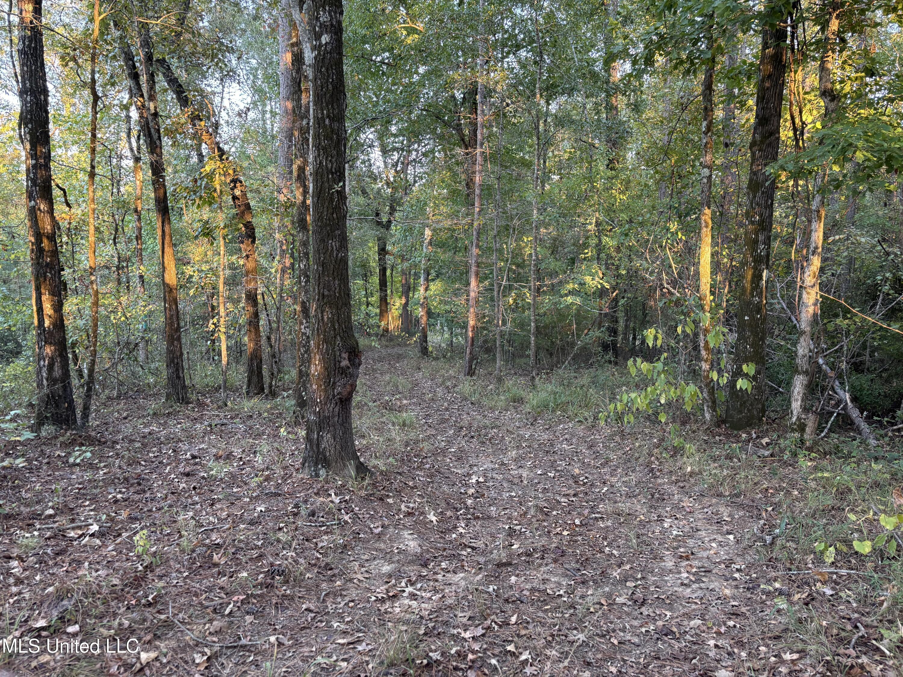 0 Simpson Road Pickens, MS 39146 - Photo 15 of 42 IMG_0805