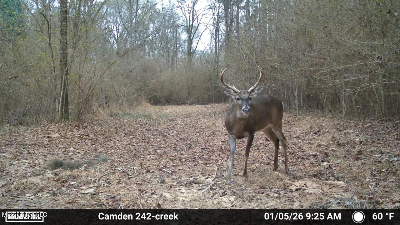 0 Simpson Road Pickens, MS 39146 - Photo 16 of 42 IMG_3845
