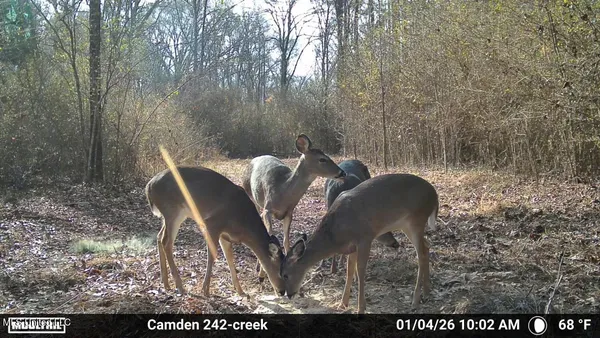 $931,700 | 0 Simpson Road, Pickens, MS 39146