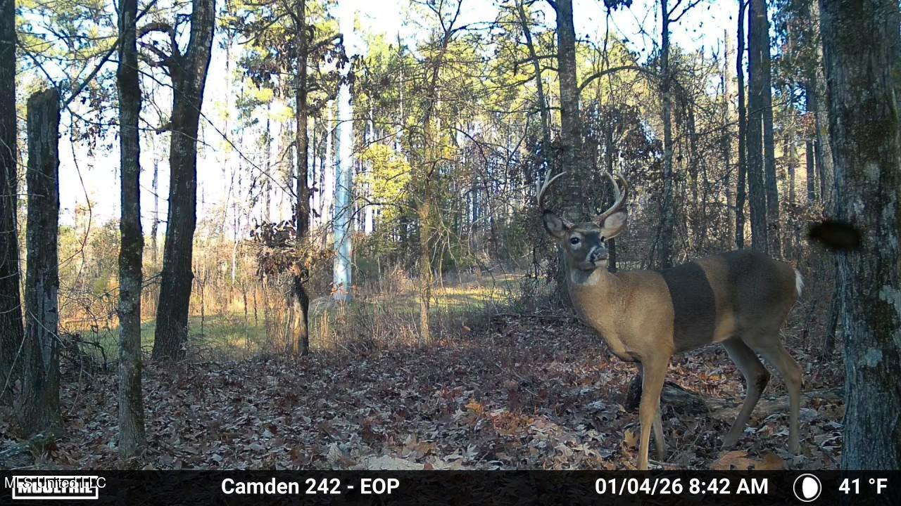 0 Simpson Road Pickens, MS 39146 - Photo 18 of 42 IMG_3850