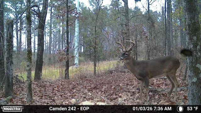 $1,004,300 | 0 Simpson Road, Pickens, MS 39146