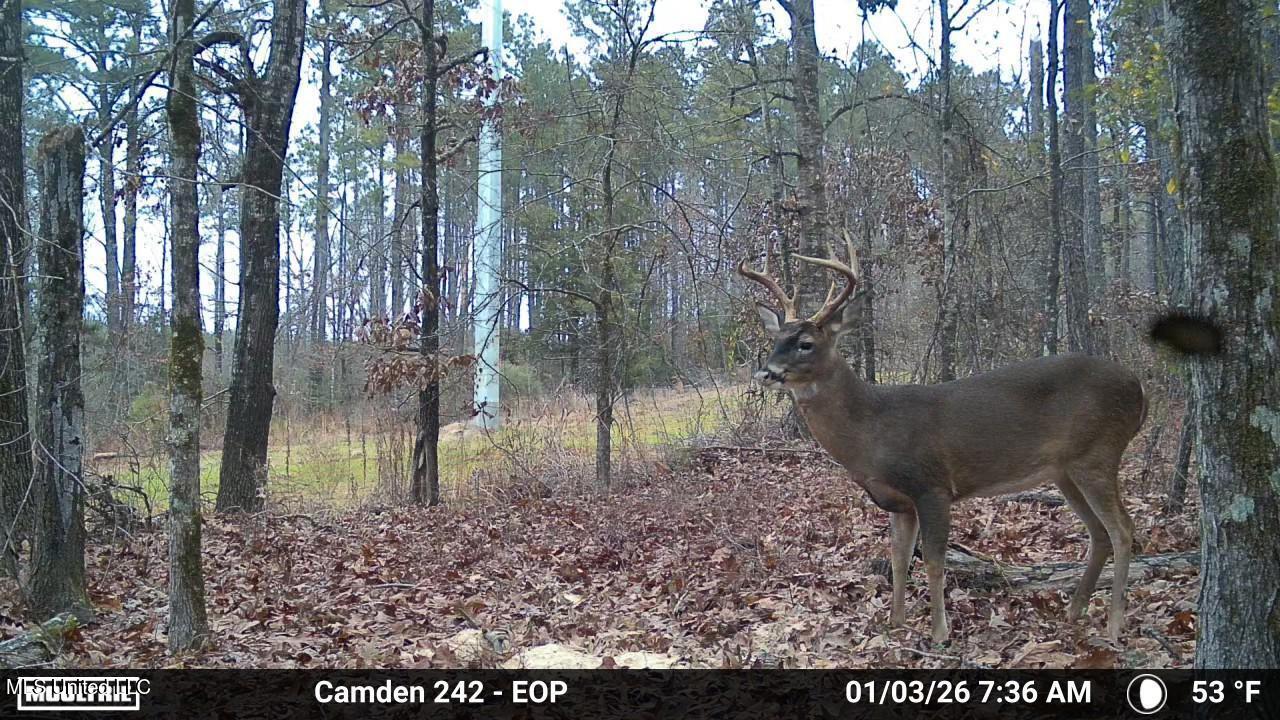 0 Simpson Road Pickens, MS 39146 - Photo 23 of 42 IMG_3855