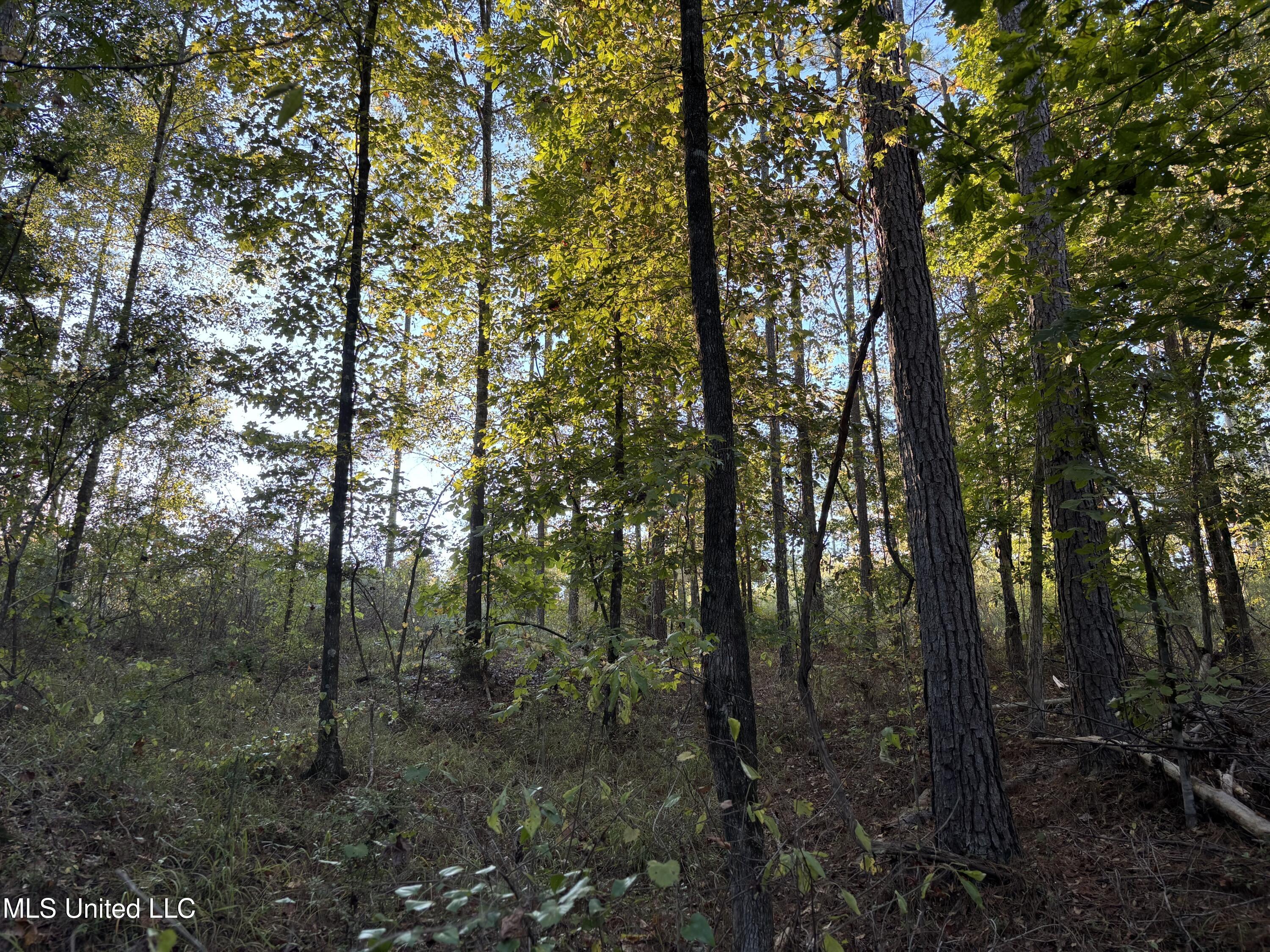 0 Simpson Road Pickens, MS 39146 - Photo 24 of 29 IMG_0791