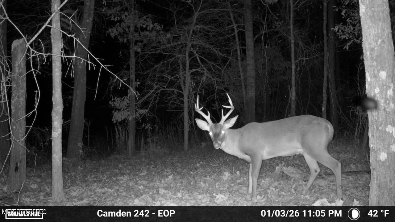 0 Simpson Road Pickens, MS 39146 - Photo 26 of 42 IMG_3853