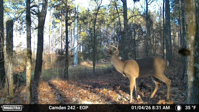 $931,700 | 0 Simpson Road, Pickens, MS 39146