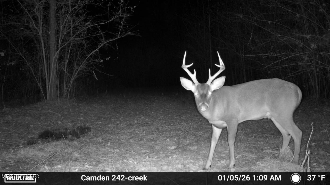 0 Simpson Road Pickens, MS 39146 - Photo 3 of 42 IMG_3847