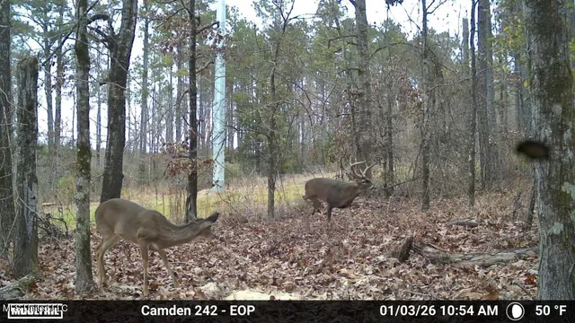 $1,004,300 | 0 Simpson Road, Pickens, MS 39146