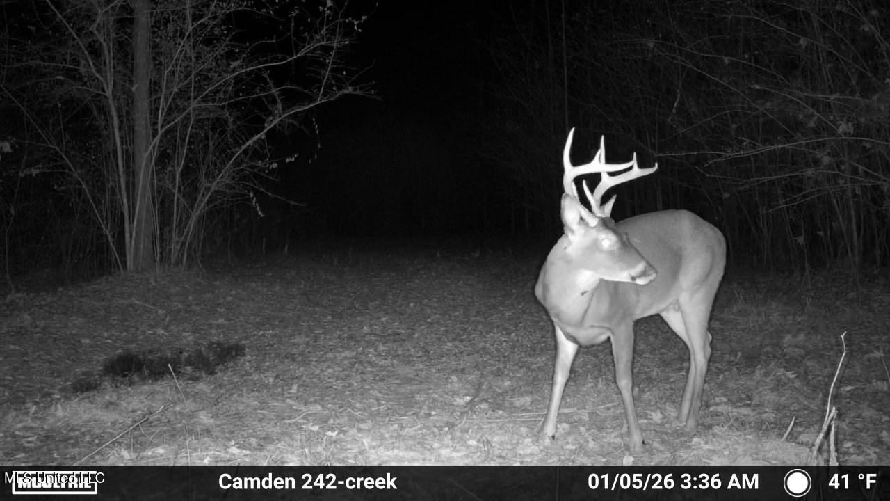 0 Simpson Road Pickens, MS 39146 - Photo 6 of 42 IMG_3846