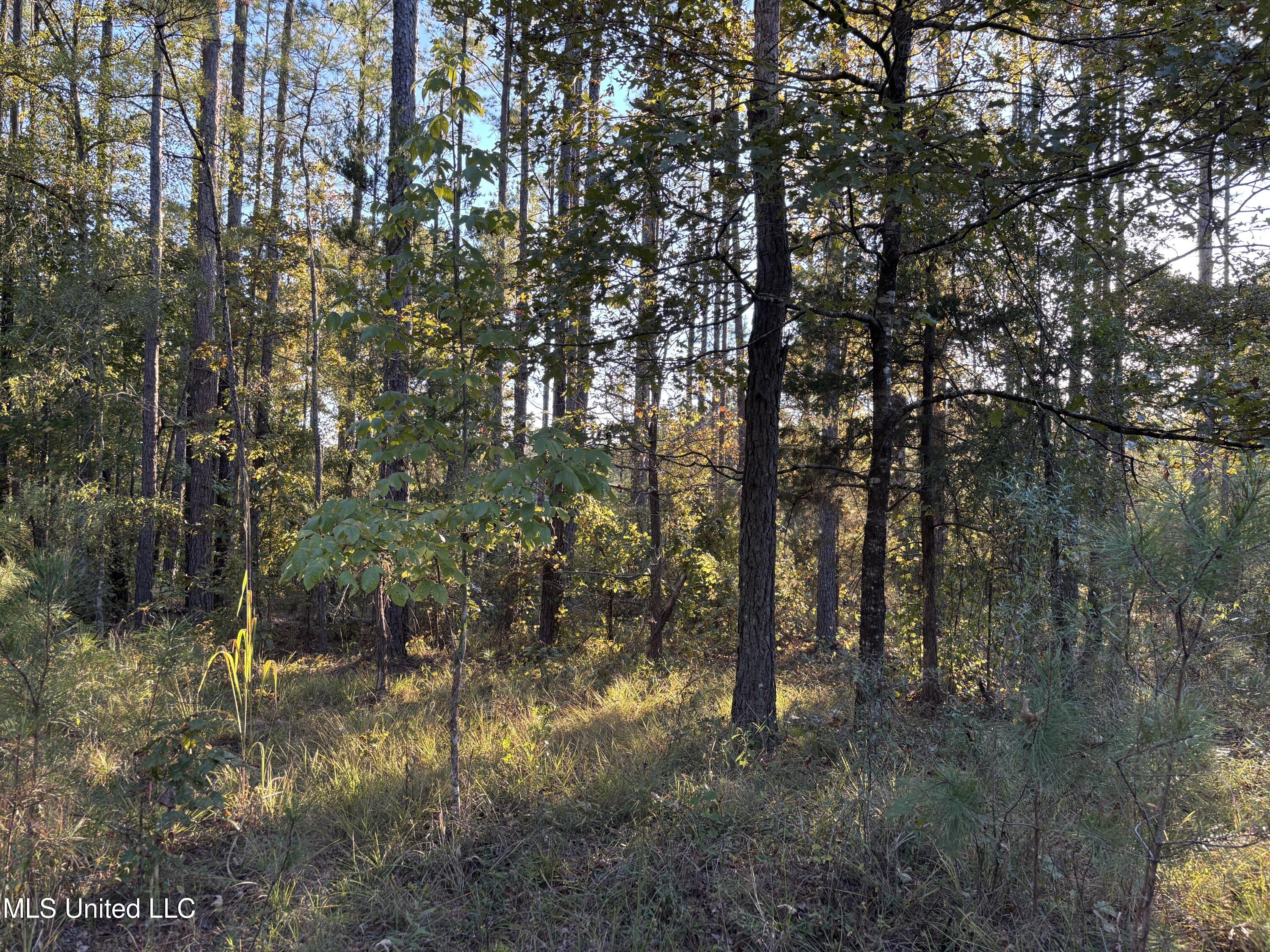 0 Simpson Road Pickens, MS 39146 - Photo 10 of 28 IMG_0795