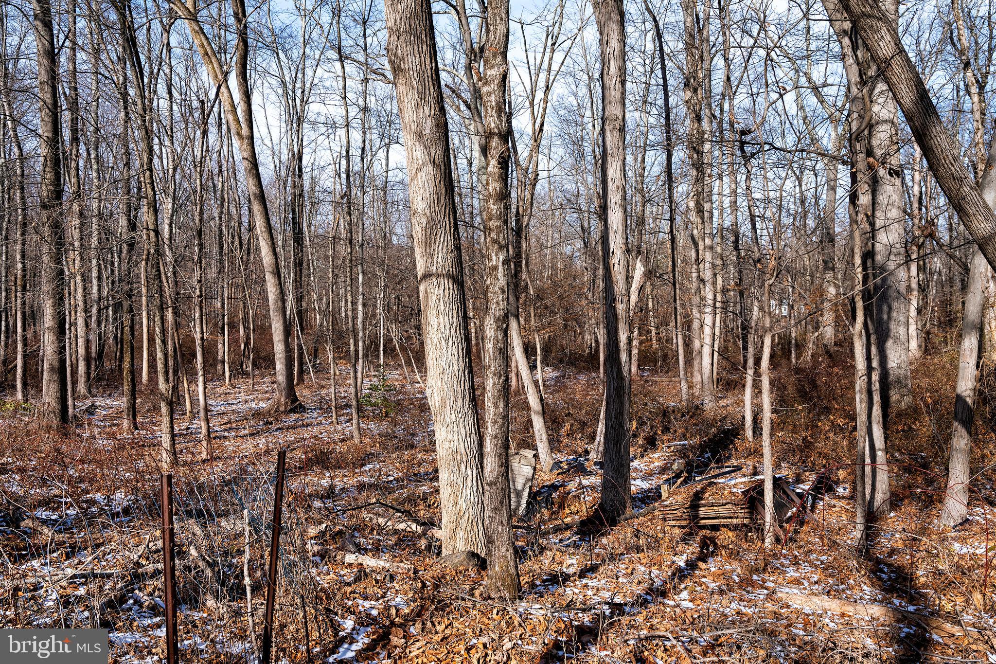 Lot 39 Stony Brook Road Hopewell, NJ 08525 - Photo 8 of 24 a view of outdoor space with lots of trees