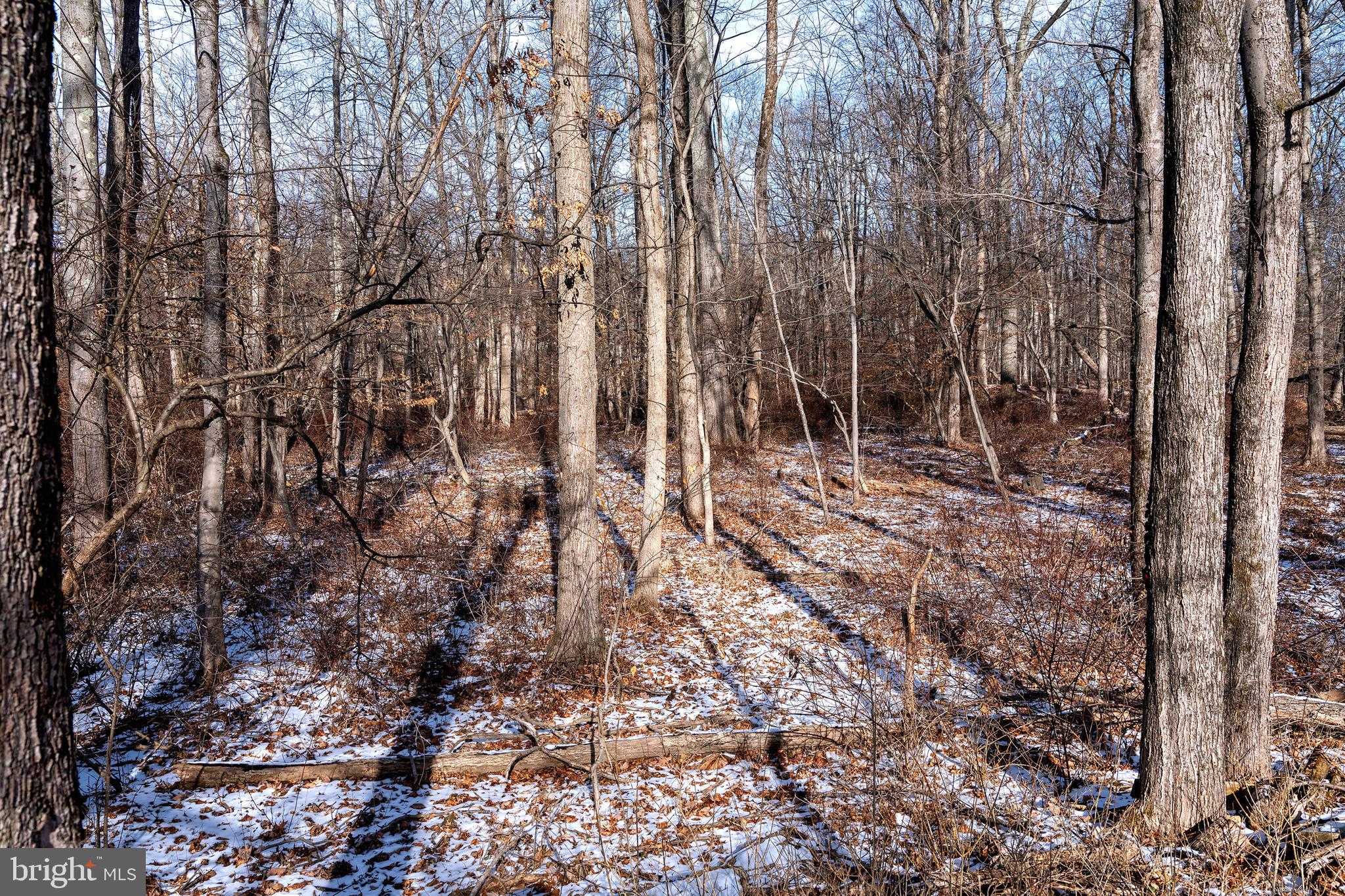 Lot 39 Stony Brook Road Hopewell, NJ 08525 - Photo 9 of 24 a large tree with lots of trees