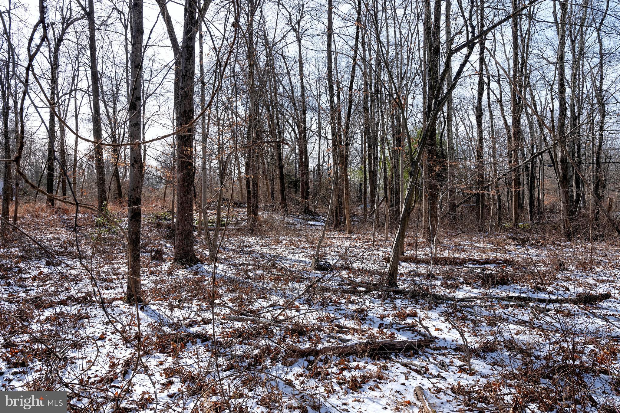 Lot 39 Stony Brook Road Hopewell, NJ 08525 - Photo 10 of 24 a view of outdoor space with lots of trees