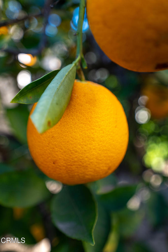 975 West Telegraph Road, Unit 10 Santa Paula, CA 93060 - Photo 18 of 21 a view of a swimming pool
