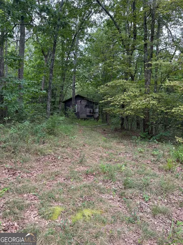 a view of a trees in a yard