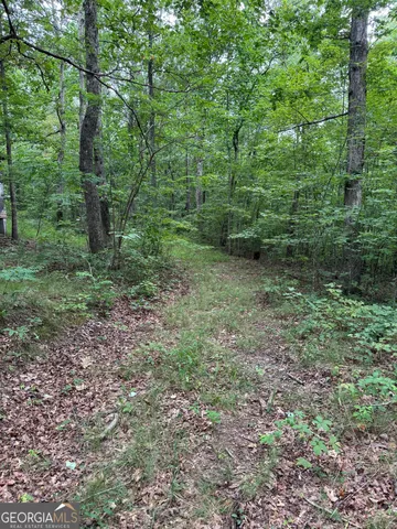 a view of a yard with plants and large trees