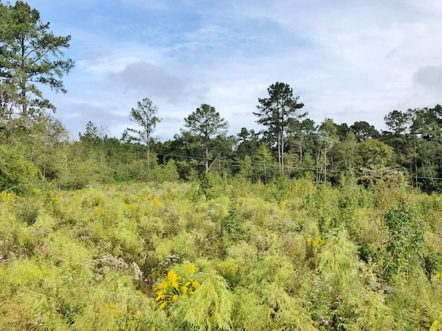 0 Garner Road Summit, MS 39666 - Photo 2 of 7 Photo 2