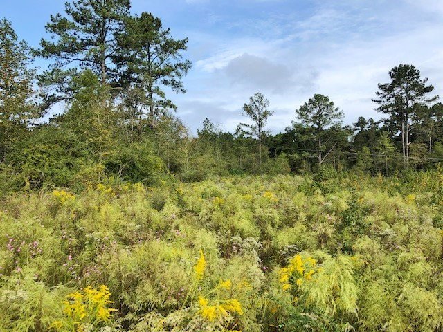 0 Garner Road Summit, MS 39666 - Photo 7 of 7 Photo 7