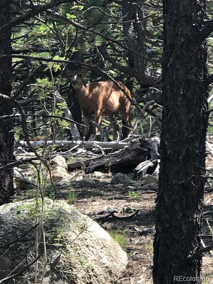 854 Crescent Lake Road Golden, CO 80403 - Photo 9 of 10