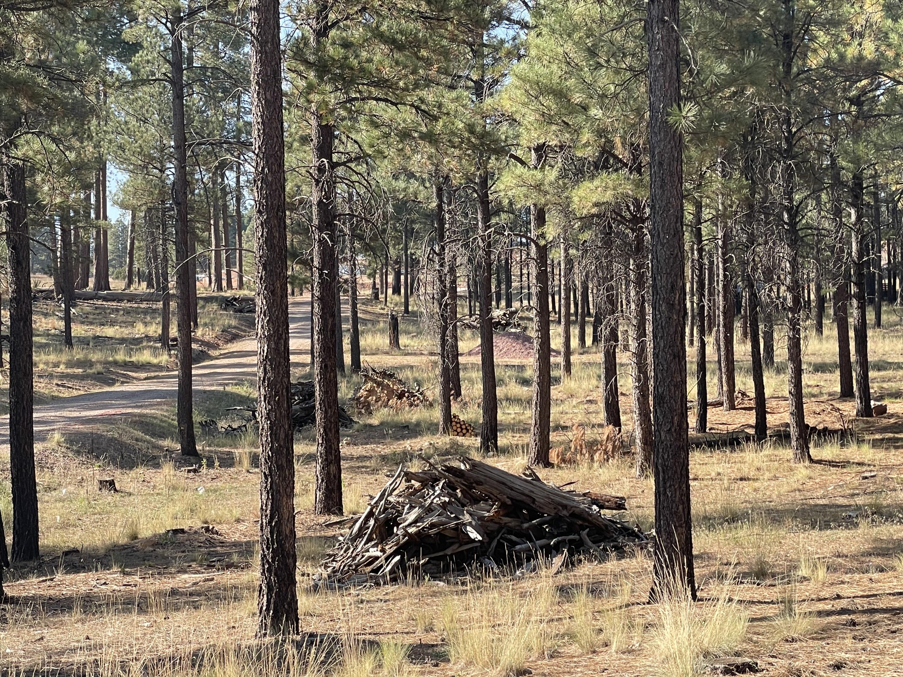 7337 Forest Service 122 Road Happy Jack, AZ 86024 - Photo 32 of 33
