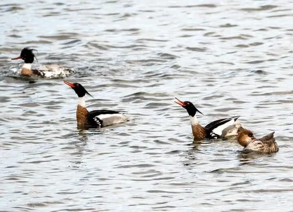 $529,900 | 7258 South Crooked Lake Drive, Delton, MI 49046