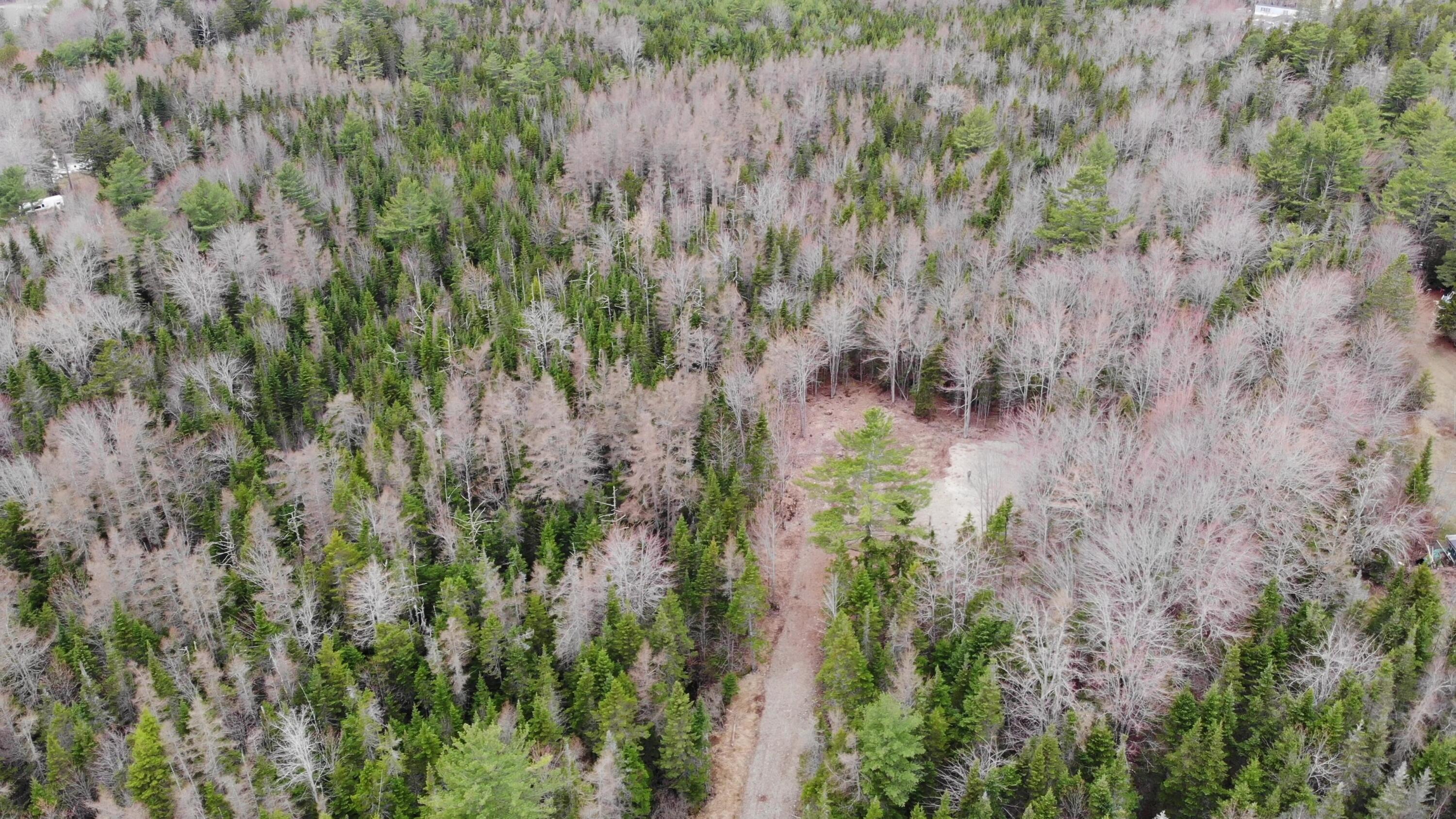 0 Kelley Road Milbridge, ME 04658 - Photo 4 of 28 DJI_0096 - frame at 3m3s