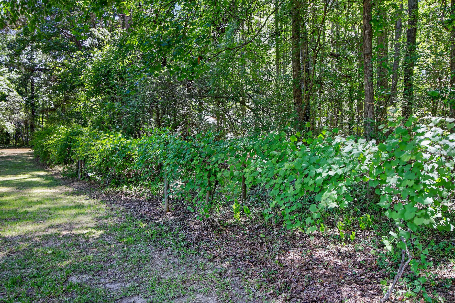 105 Satling Court Ridgeville, SC 29472 - Photo 63 of 73 33___33_mls