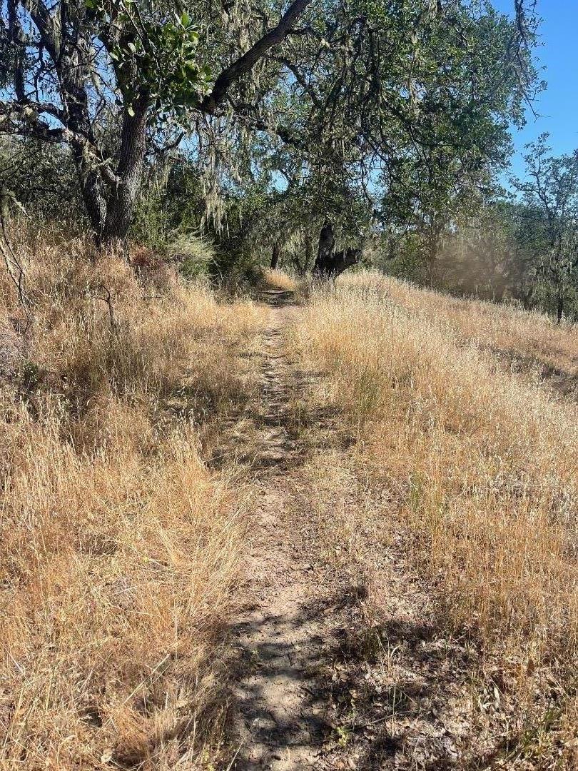 0 Cachagua Road Carmel Valley, CA 93924 - Photo 7 of 10 a view of a yard with a tree