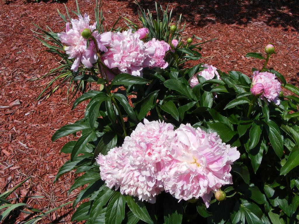 2320 Cooper Road Graham, NC 27253 - Photo 20 of 22 Gallery Image 20