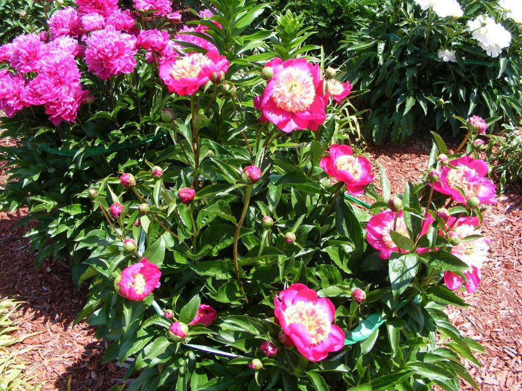 2320 Cooper Road Graham, NC 27253 - Photo 21 of 22 Gallery Image 21