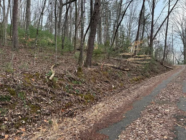 a view of a forest with trees